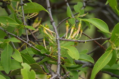 Dendrophthoe falcata var. pubescens